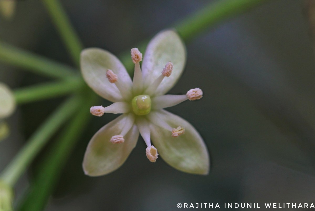 Naringi crenulata (Roxb.) Nicolson